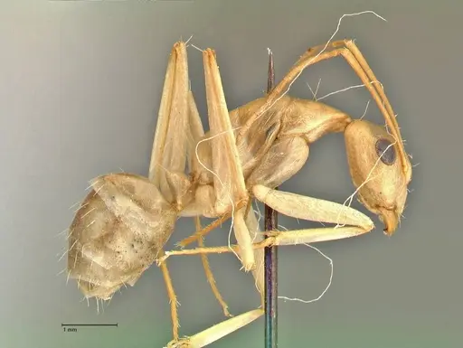 Camponotus hova specimen FOCOL2446 image focol2446_4