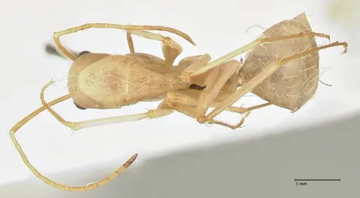 Camponotus hova specimen FOCOL2447 image focol2447_1