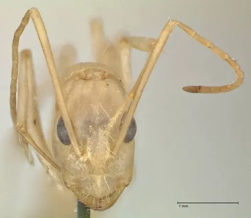 Camponotus hova specimen FOCOL2447 image focol2447_2