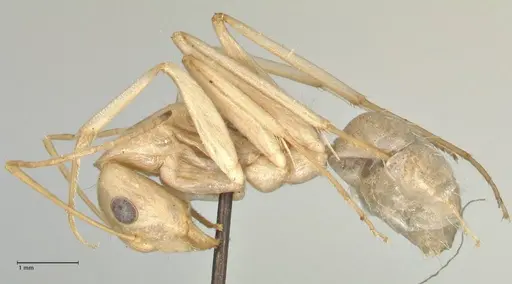 Camponotus hova specimen FOCOL2447 image focol2447_3