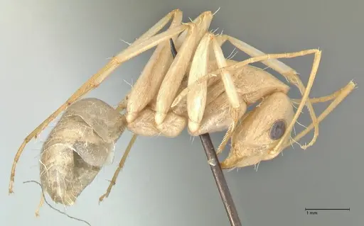 Camponotus hova specimen FOCOL2447 image focol2447_4