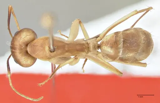 Camponotus hova specimen FOCOL2448 image focol2448_1