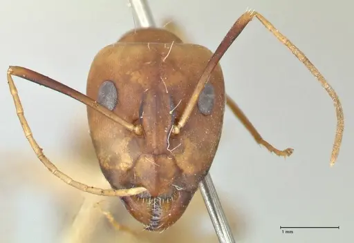 Camponotus hova specimen FOCOL2448 image focol2448_2