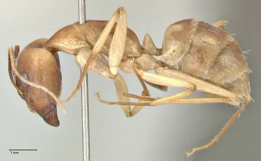 Camponotus hova specimen FOCOL2448 image focol2448_3