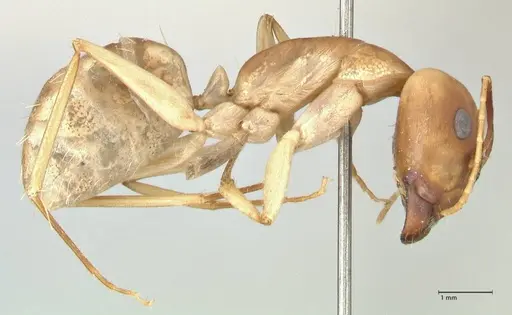 Camponotus hova specimen FOCOL2448 image focol2448_4
