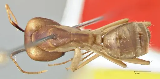 Camponotus hova specimen FOCOL2449 image focol2449_1