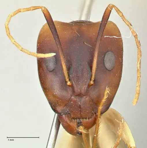 Camponotus hova specimen FOCOL2449 image focol2449_2