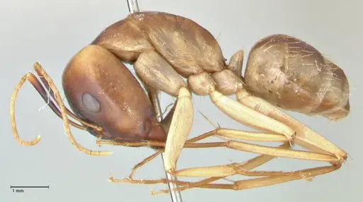Camponotus hova specimen FOCOL2449 image focol2449_3
