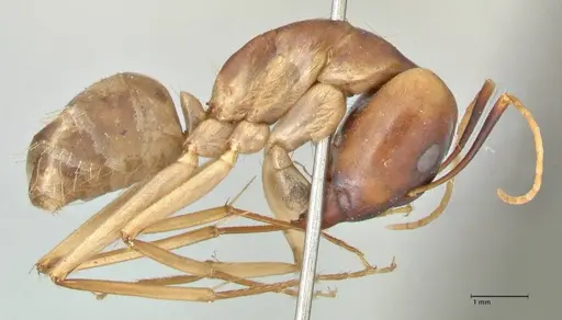 Camponotus hova specimen FOCOL2449 image focol2449_4