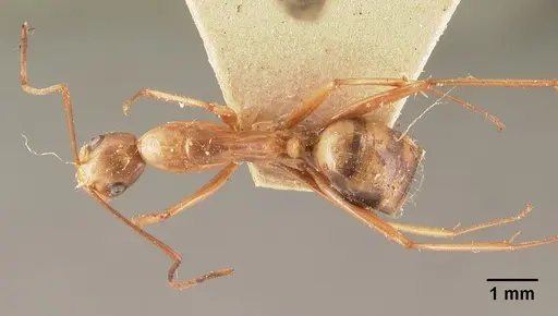 Camponotus hovahovoides specimen CASENT0101335 image casent0101335_1
