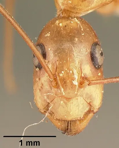 Camponotus hovahovoides specimen CASENT0101335 image casent0101335_2