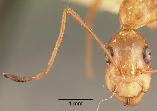 Camponotus hovahovoides specimen CASENT0101335 image casent0101335_3