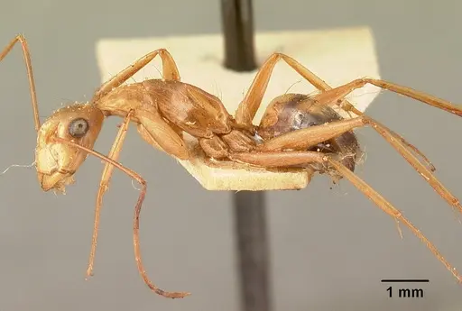 Camponotus hovahovoides specimen CASENT0101335 image casent0101335_4