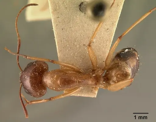 Camponotus hovahovoides specimen CASENT0101336 image casent0101336_1