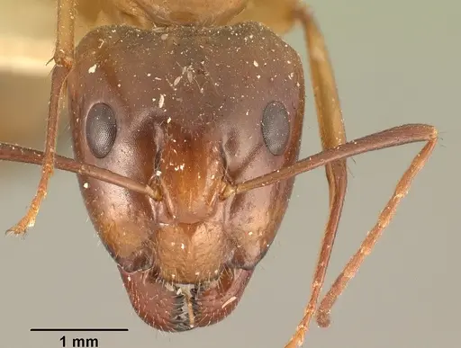 Camponotus hovahovoides specimen CASENT0101336 image casent0101336_2