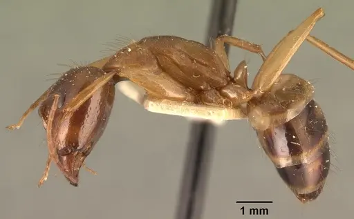 Camponotus hovahovoides specimen CASENT0101336 image casent0101336_3