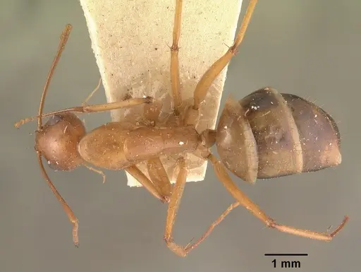 Camponotus hovahovoides specimen CASENT0101337 image casent0101337_1