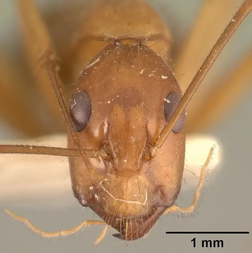 Camponotus hovahovoides specimen CASENT0101337 image casent0101337_2
