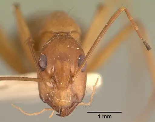 Camponotus hovahovoides specimen CASENT0101337 image casent0101337_3
