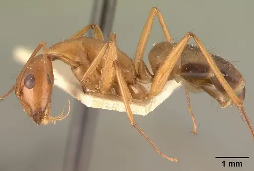 Camponotus hovahovoides specimen CASENT0101337 image casent0101337_4