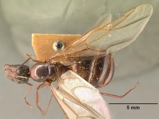 Camponotus hovahovoides specimen CASENT0101629 image casent0101629_1