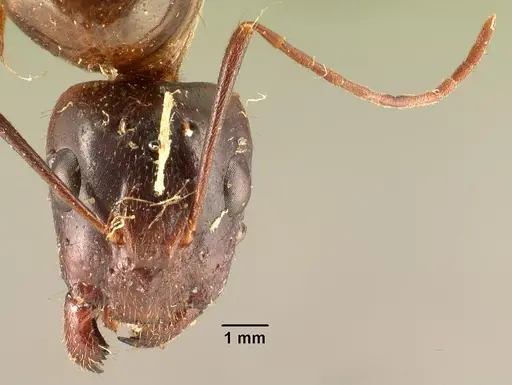 Camponotus hovahovoides specimen CASENT0101629 image casent0101629_2