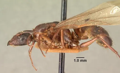 Camponotus hovahovoides specimen CASENT0101629 image casent0101629_3