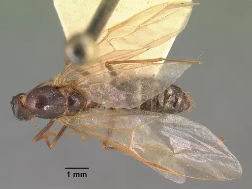 Camponotus hovahovoides specimen CASENT0101759 image casent0101759_1