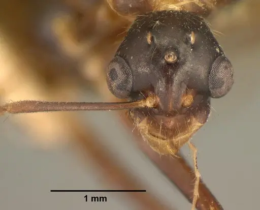 Camponotus hovahovoides specimen CASENT0101759 image casent0101759_2