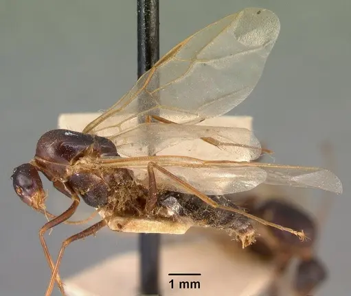 Camponotus hovahovoides specimen CASENT0101759 image casent0101759_3