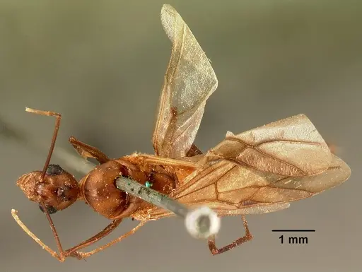 Camponotus hovahovoides specimen CASENT0101782 image casent0101782_1