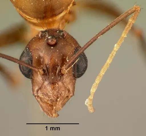 Camponotus hovahovoides specimen CASENT0101782 image casent0101782_2