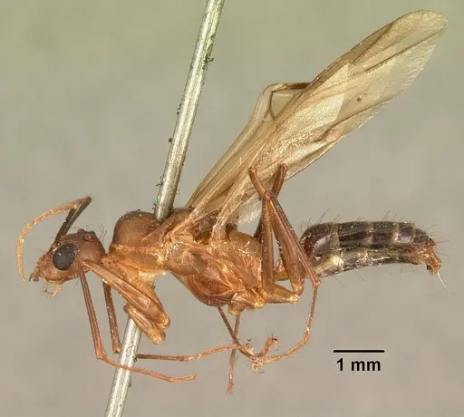 Camponotus hovahovoides specimen CASENT0101782 image casent0101782_3