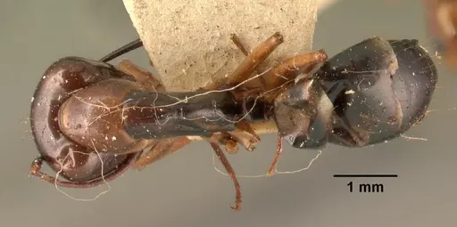 Camponotus hovahovoides specimen CASENT0101851 image casent0101851_1