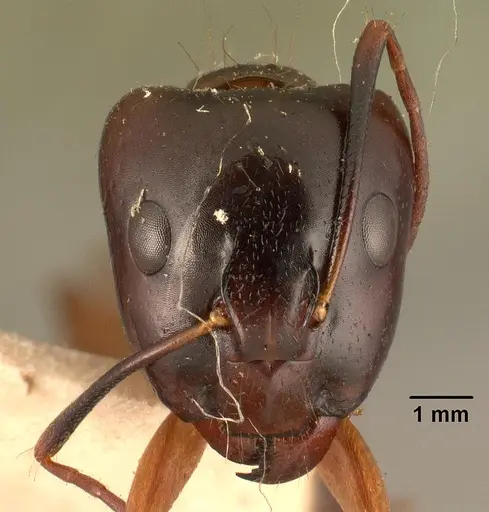 Camponotus hovahovoides specimen CASENT0101851 image casent0101851_2