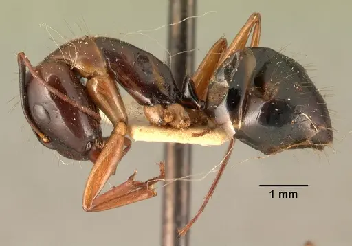 Camponotus hovahovoides specimen CASENT0101851 image casent0101851_3