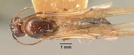 Camponotus hovahovoides specimen CASENT0101855 image casent0101855_1