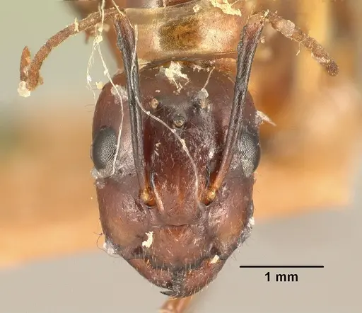 Camponotus hovahovoides specimen CASENT0101855 image casent0101855_2