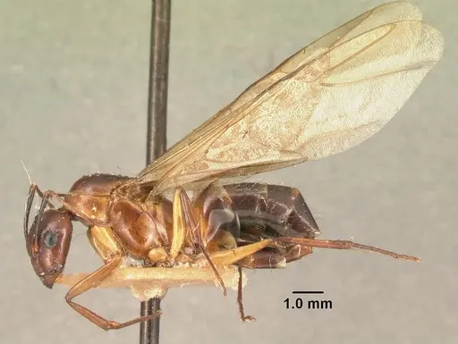 Camponotus hovahovoides specimen CASENT0101855 image casent0101855_3