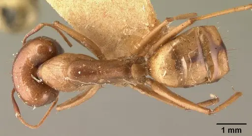 Camponotus hovahovoides specimen CASENT0101931 image casent0101931_1
