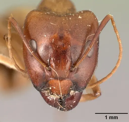 Camponotus hovahovoides specimen CASENT0101931 image casent0101931_2