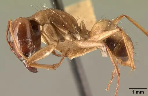 Camponotus hovahovoides specimen CASENT0101931 image casent0101931_3