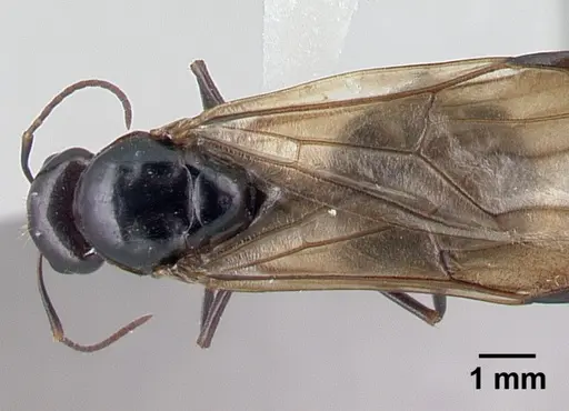 Camponotus hovahovoides specimen CASENT0226782 image casent0226782_1