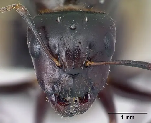 Camponotus hovahovoides specimen CASENT0226782 image casent0226782_2