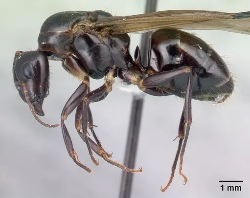 Camponotus hovahovoides specimen CASENT0226782 image casent0226782_3