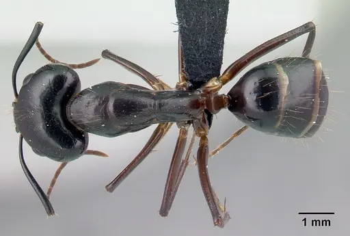 Camponotus hovahovoides specimen CASENT0487226 image casent0487226_1
