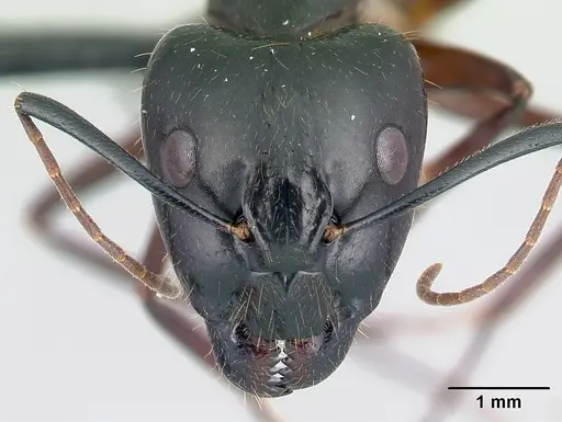 Camponotus hovahovoides specimen CASENT0487226 image casent0487226_2