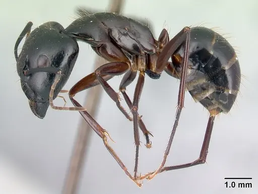 Camponotus hovahovoides specimen CASENT0487226 image casent0487226_3