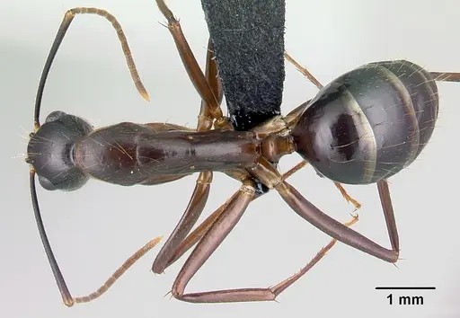 Camponotus hovahovoides specimen CASENT0487242 image casent0487242_1