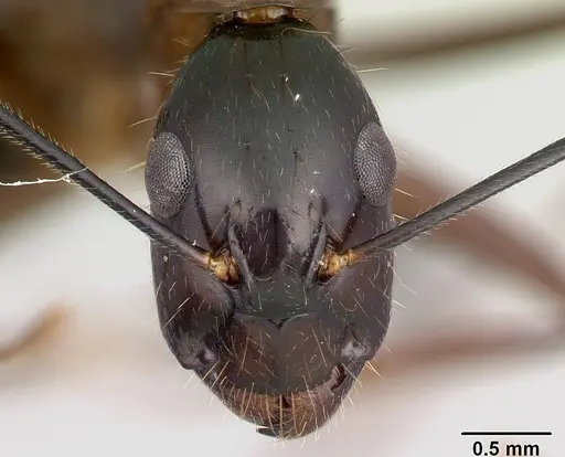 Camponotus hovahovoides specimen CASENT0487242 image casent0487242_2